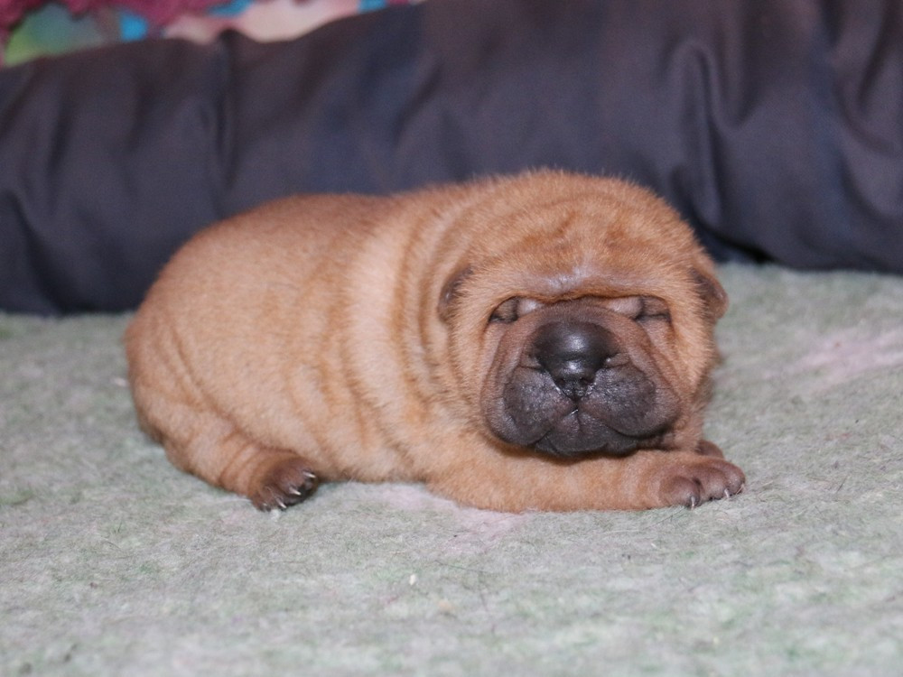 du Bouquet d'Epices - Chiots disponibles - Shar Pei