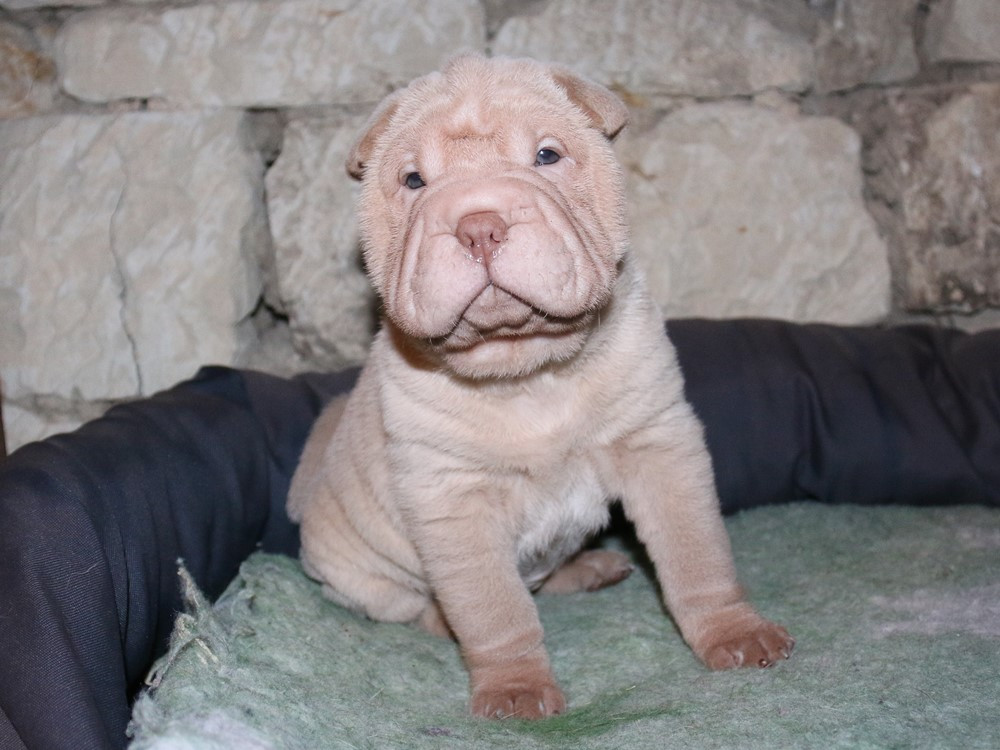 du Bouquet d'Epices - Chiots disponibles - Shar Pei
