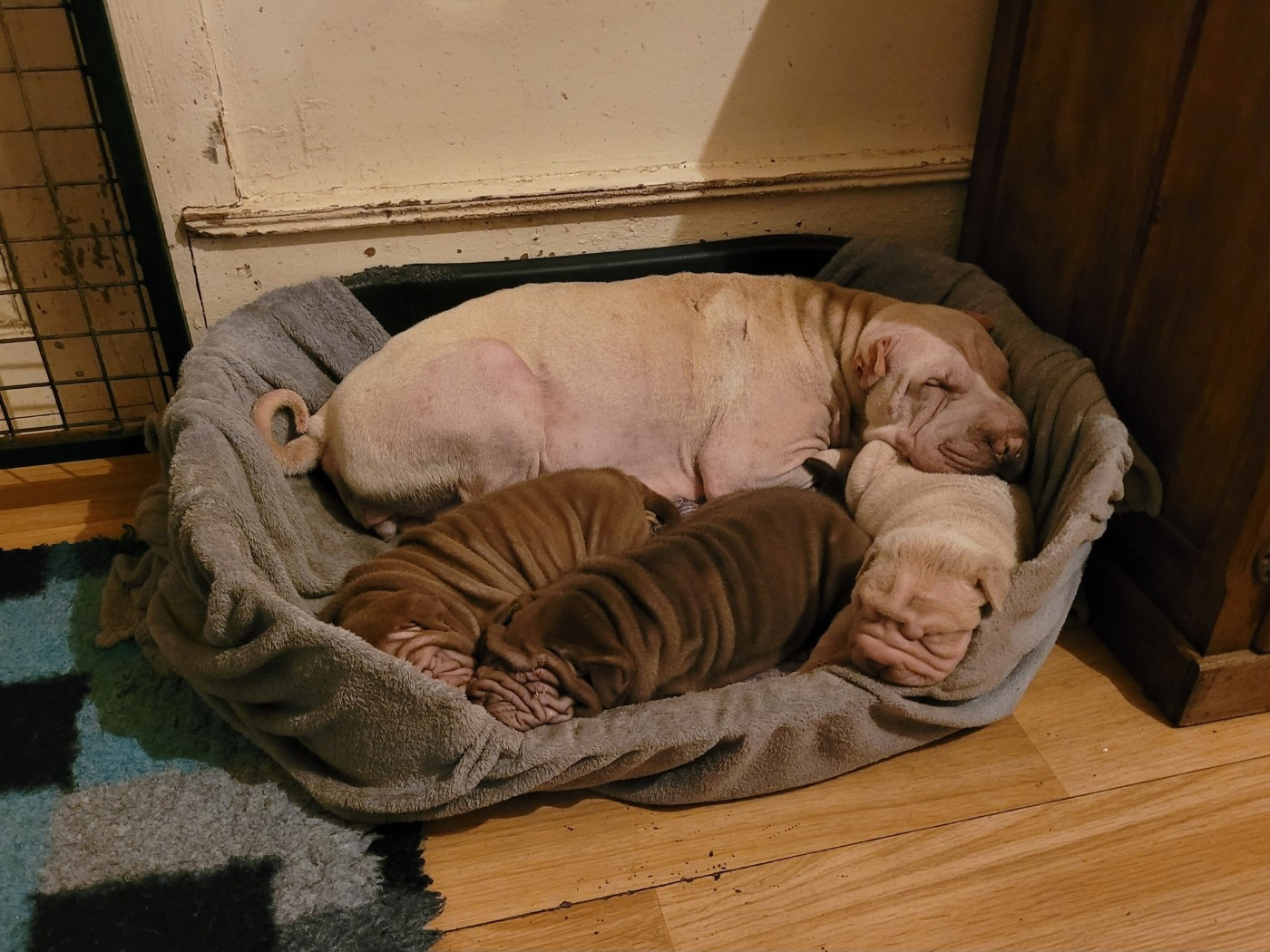 Chiot Shar Pei du Bouquet d'Epices