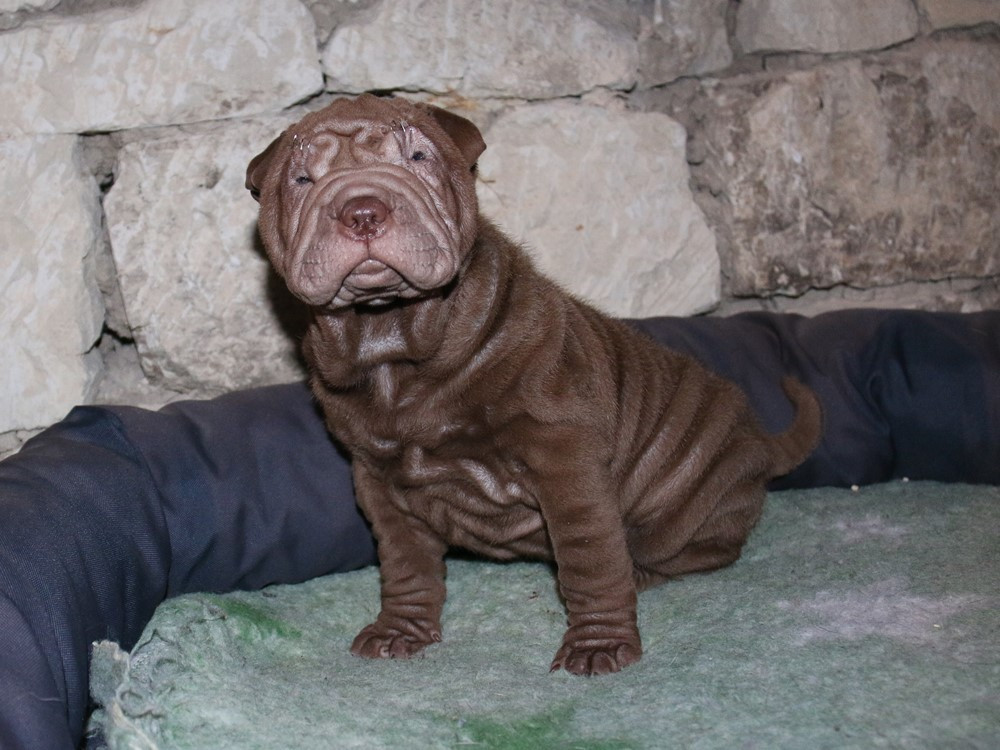 du Bouquet d'Epices - Chiots disponibles - Shar Pei