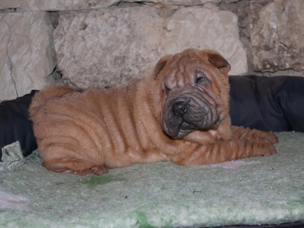 du Bouquet d'Epices - Chiots disponibles - Shar Pei