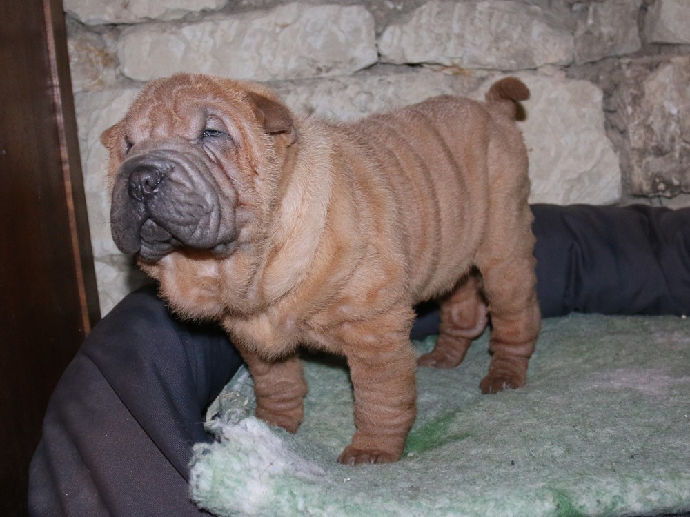 Chiot Shar Pei du Bouquet d'Epices
