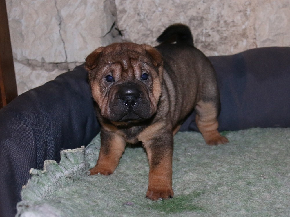 du Bouquet d'Epices - Chiots disponibles - Shar Pei
