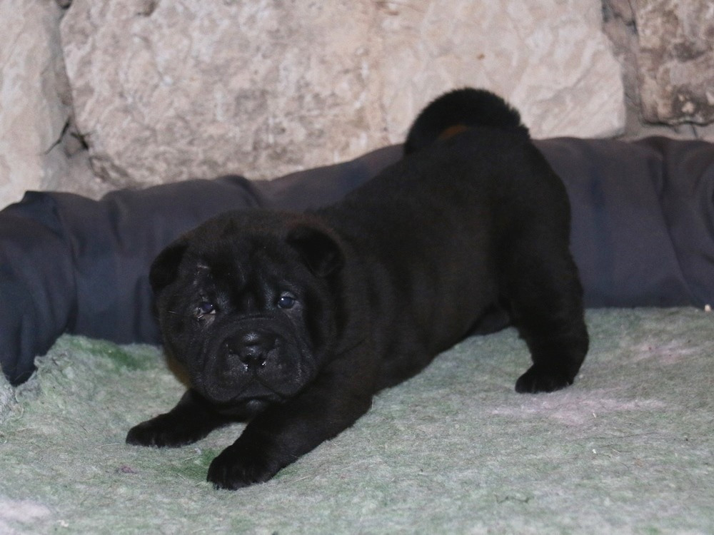 du Bouquet d'Epices - Chiots disponibles - Shar Pei