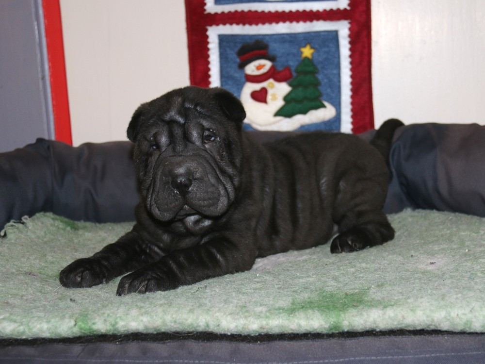 du Bouquet d'Epices - Chiots disponibles - Shar Pei