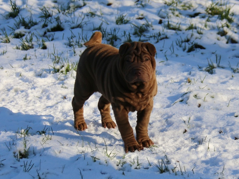 du Bouquet d'Epices - Chiots disponibles - Shar Pei
