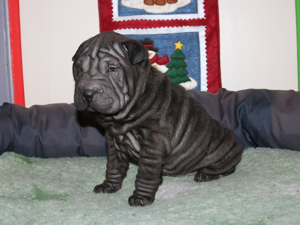 du Bouquet d'Epices - Chiots disponibles - Shar Pei