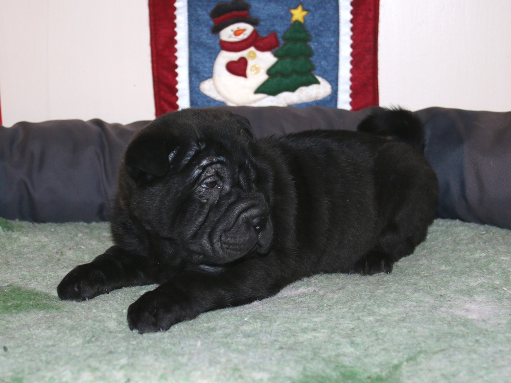 du Bouquet d'Epices - Chiots disponibles - Shar Pei