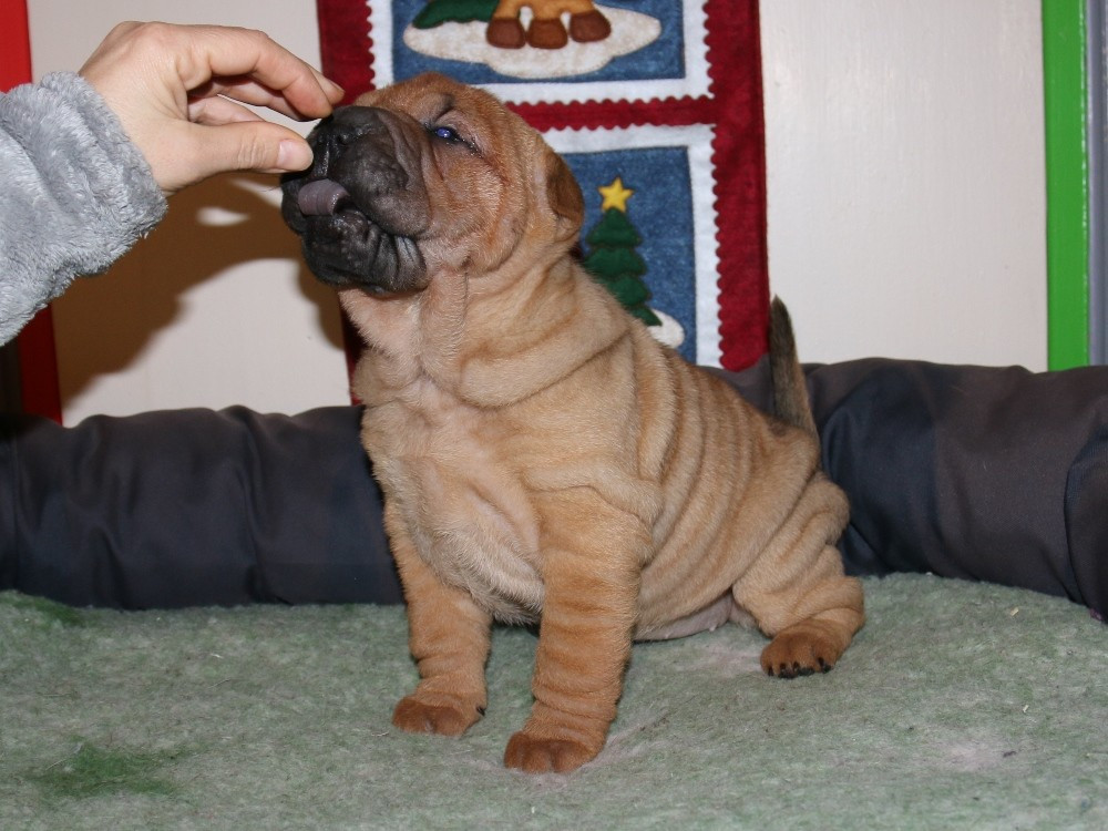 Chiot Shar Pei du Bouquet d'Epices