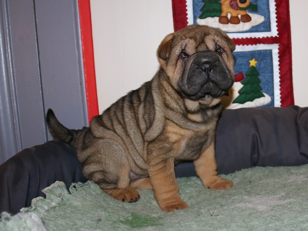 Chiot Shar Pei du Bouquet d'Epices