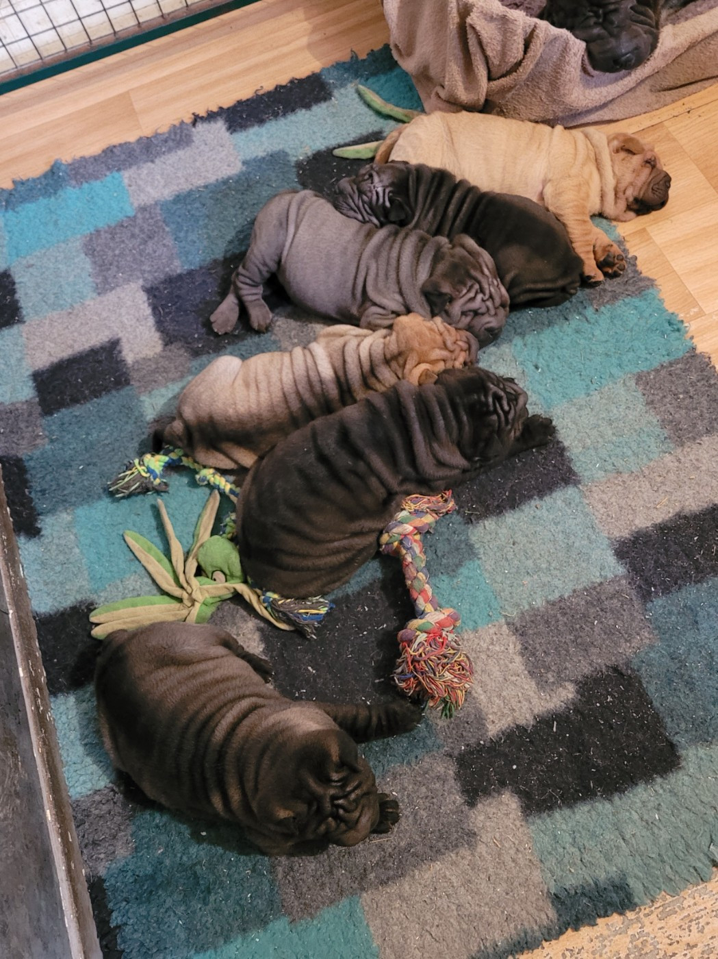 du Bouquet d'Epices - Shar Pei - Portée née le 07/11/2025