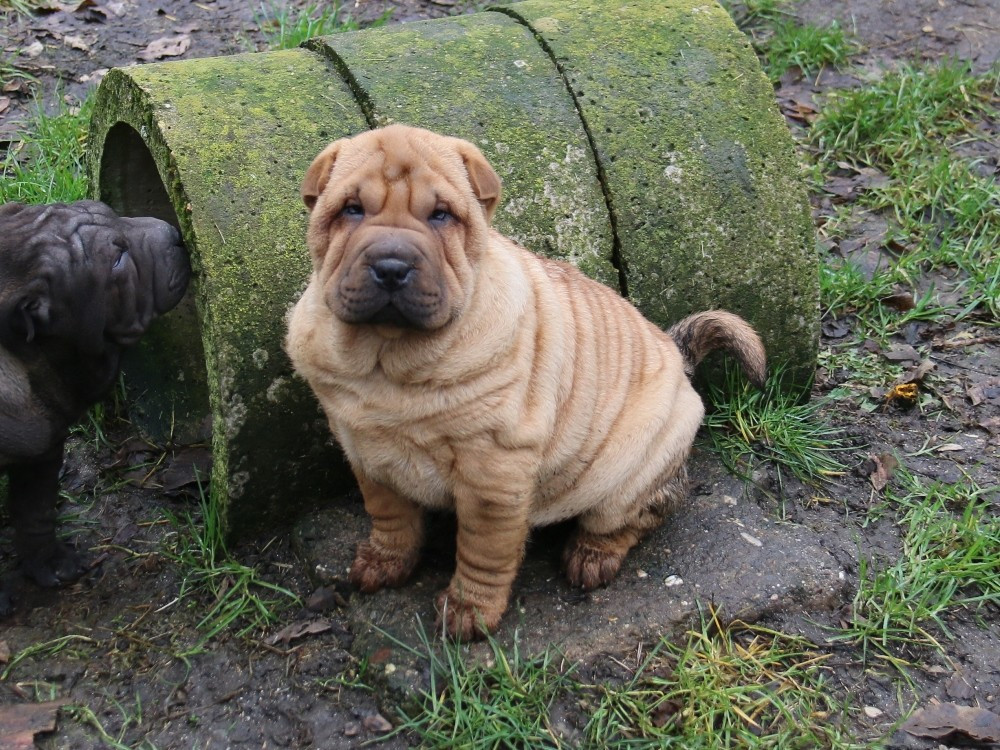 du Bouquet d'Epices - Chiots disponibles - Shar Pei