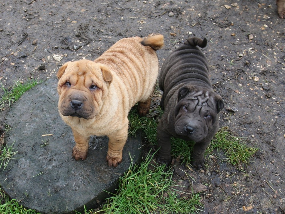 du Bouquet d'Epices - Shar Pei - Portée née le 07/11/2025
