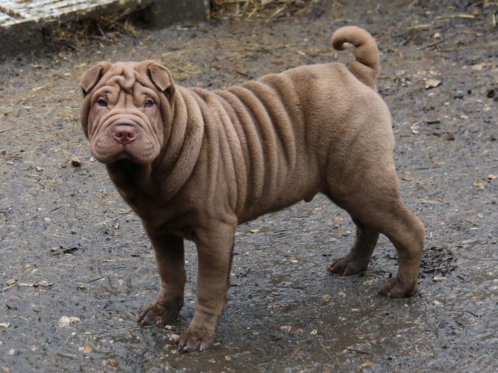 du Bouquet d'Epices - Chiots disponibles - Shar Pei
