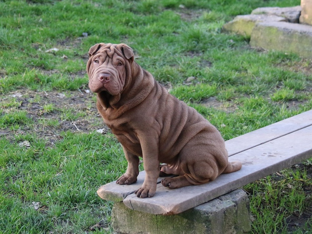 du Bouquet d'Epices - Chiots disponibles - Shar Pei