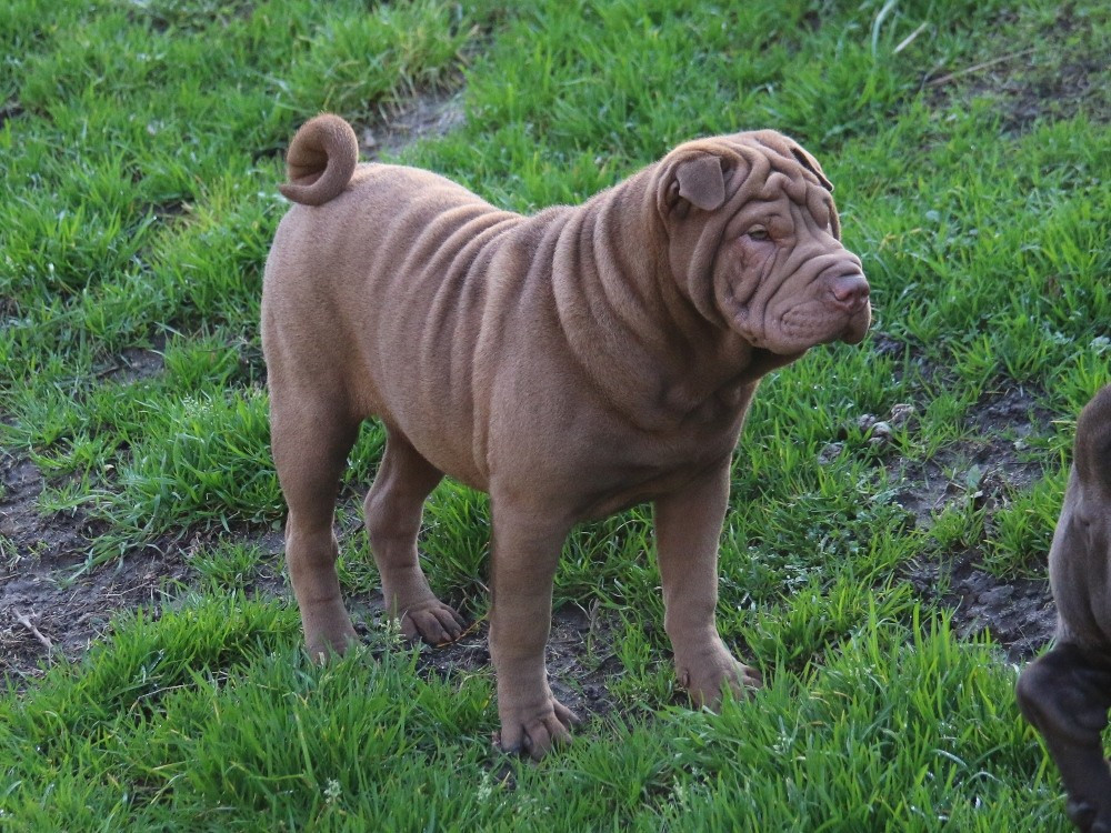 Chiot Shar Pei du Bouquet d'Epices