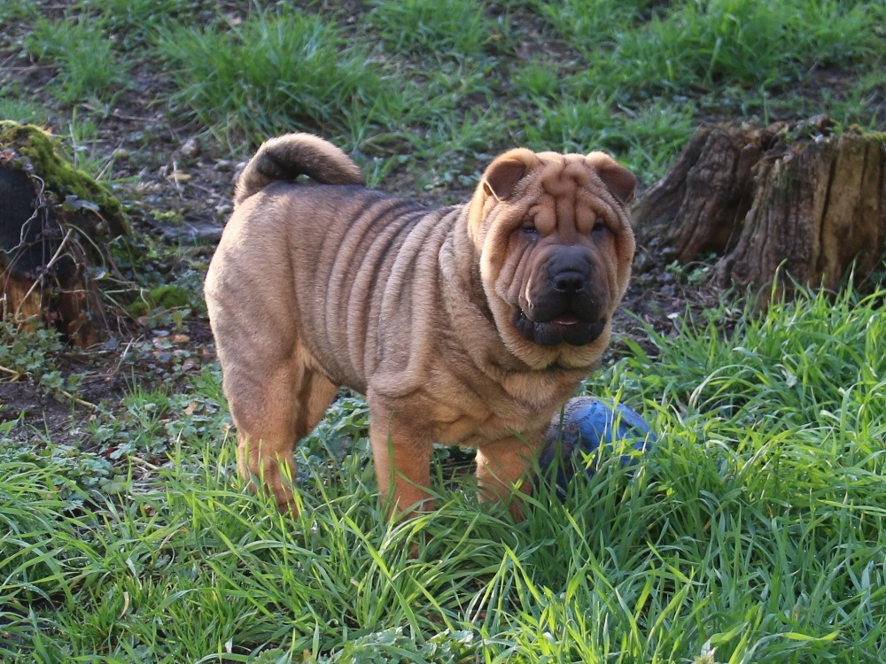 du Bouquet d'Epices - Chiots disponibles - Shar Pei