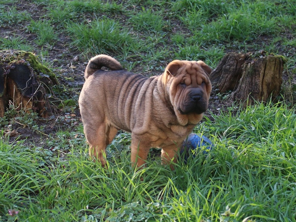 Chiot Shar Pei du Bouquet d'Epices