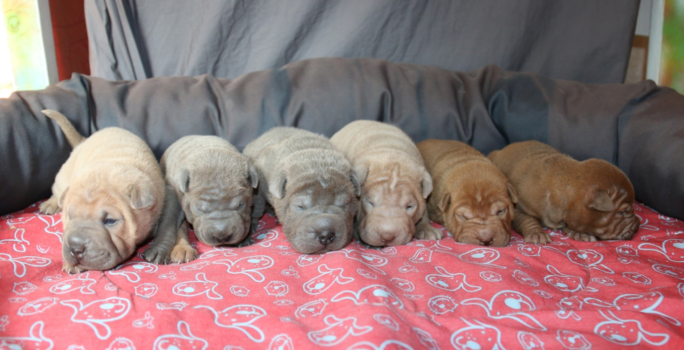 Chiot Shar Pei du Bouquet d'Epices