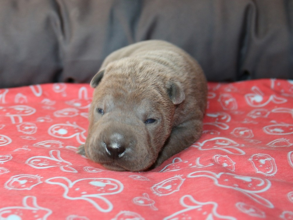 du Bouquet d'Epices - Chiots disponibles - Shar Pei