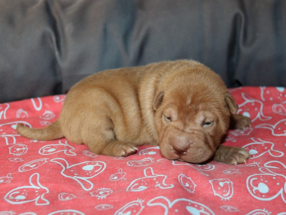 du Bouquet d'Epices - Chiots disponibles - Shar Pei