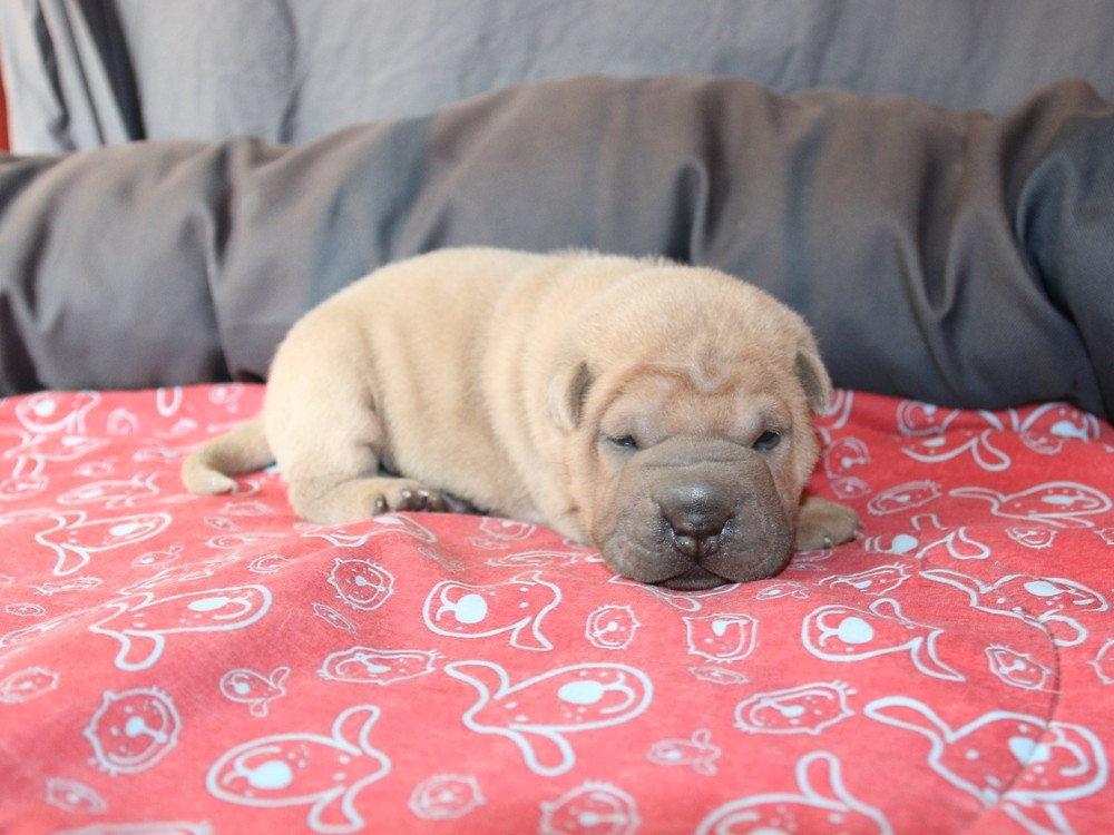 du Bouquet d'Epices - Chiots disponibles - Shar Pei