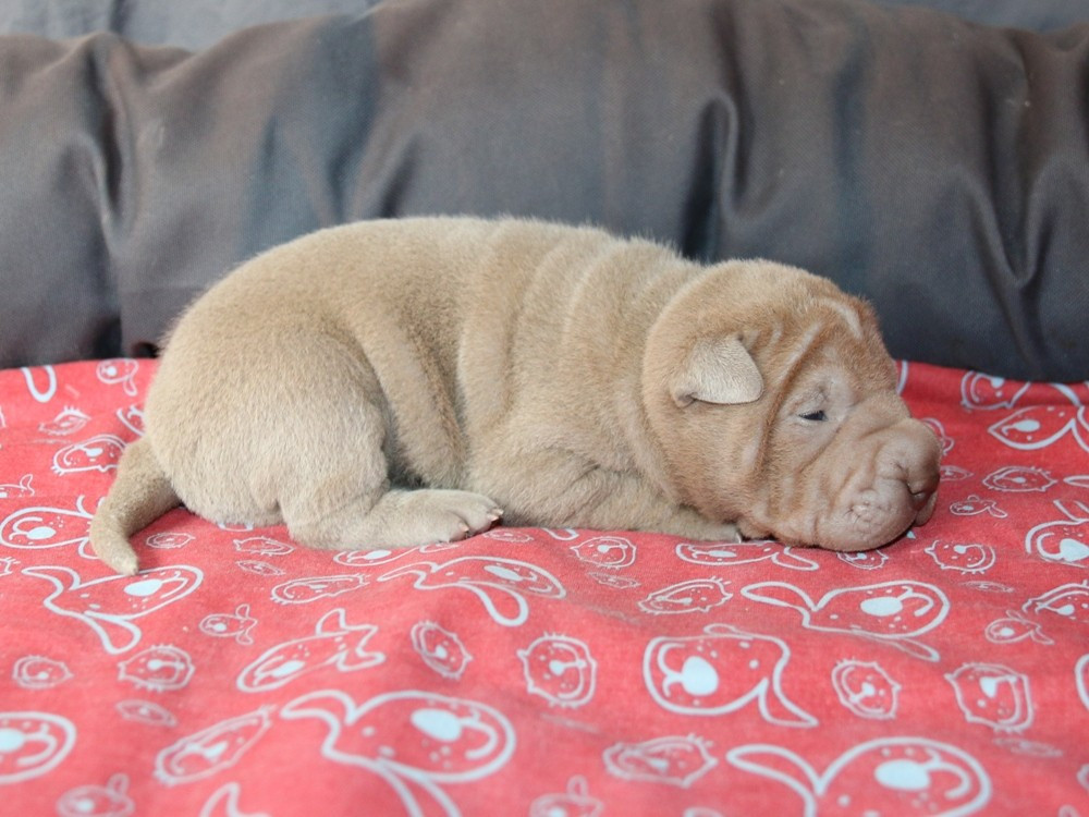 du Bouquet d'Epices - Chiots disponibles - Shar Pei
