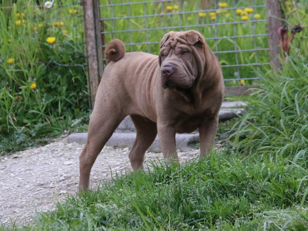 du Bouquet d'Epices - Shar Pei - Portée née le 21/10/2025