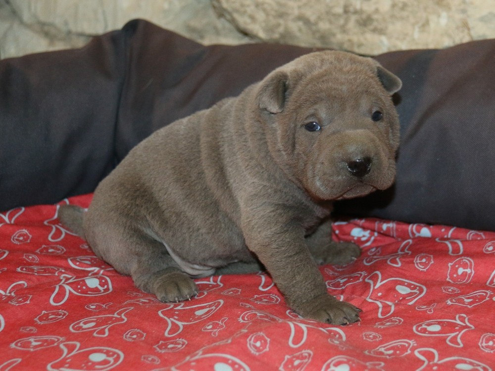 du Bouquet d'Epices - Chiots disponibles - Shar Pei