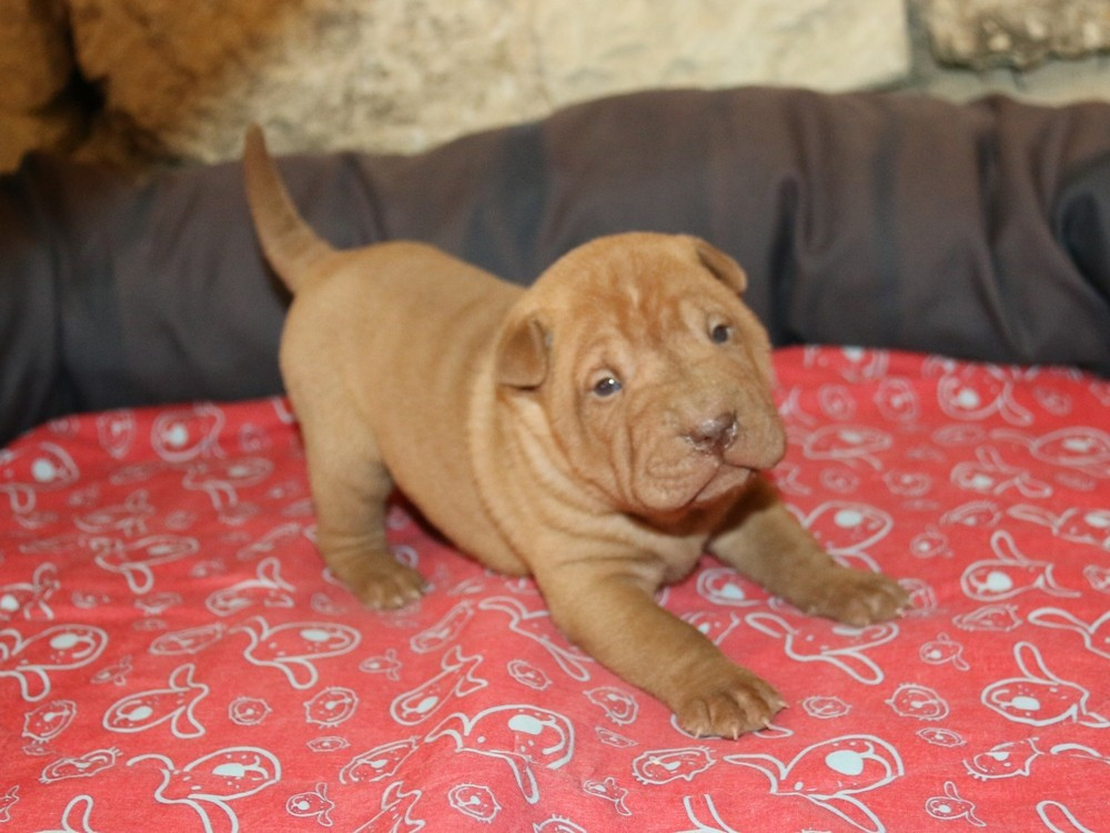 du Bouquet d'Epices - Chiots disponibles - Shar Pei