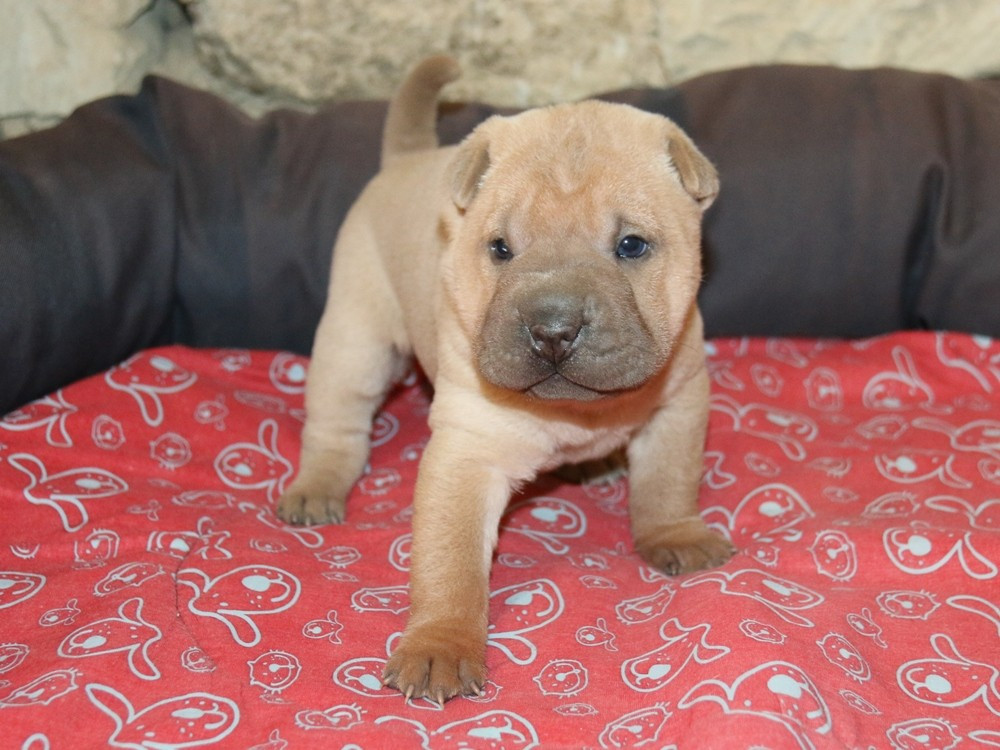 du Bouquet d'Epices - Chiots disponibles - Shar Pei