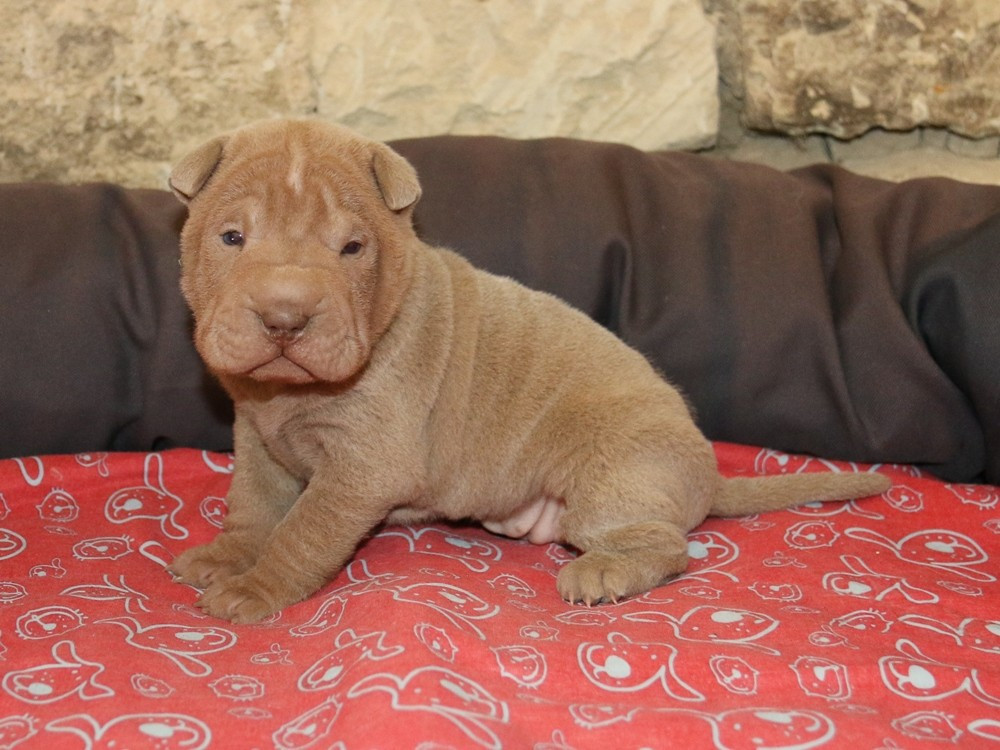 du Bouquet d'Epices - Chiots disponibles - Shar Pei