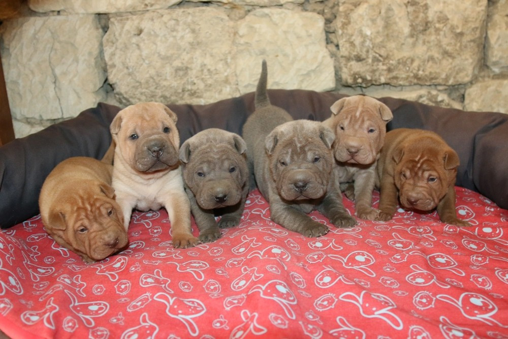 Chiot Shar Pei du Bouquet d'Epices