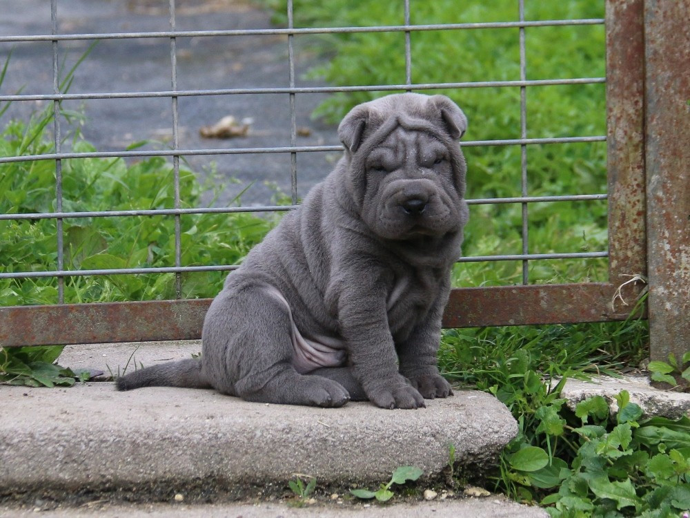 du Bouquet d'Epices - Chiots disponibles - Shar Pei