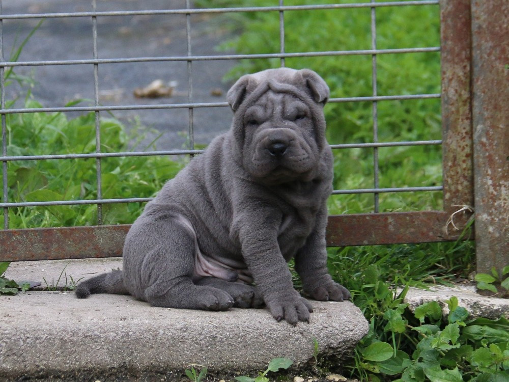 Chiot Shar Pei du Bouquet d'Epices