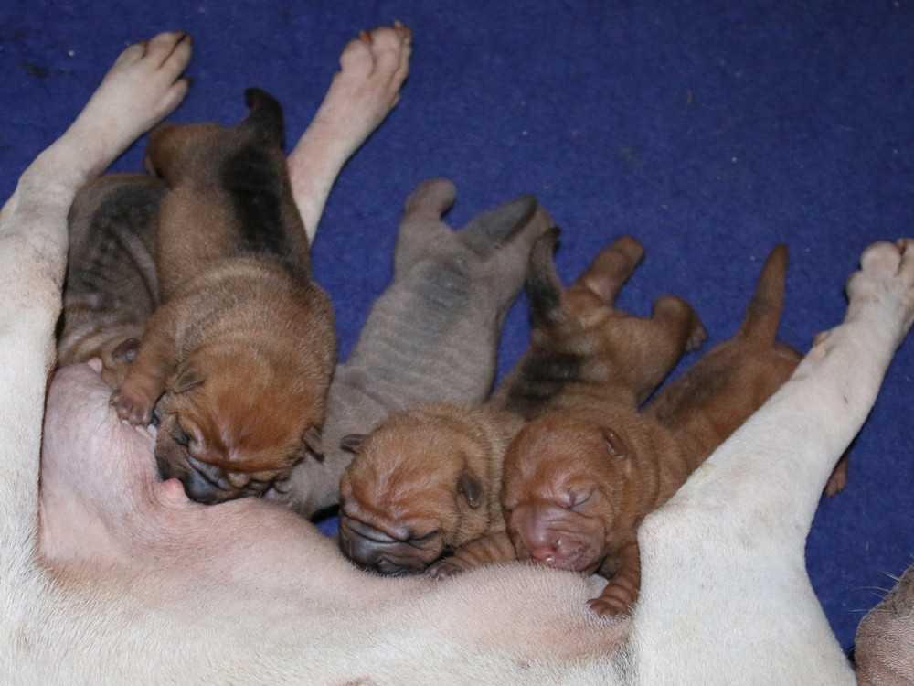 Chiot Shar Pei du Bouquet d'Epices