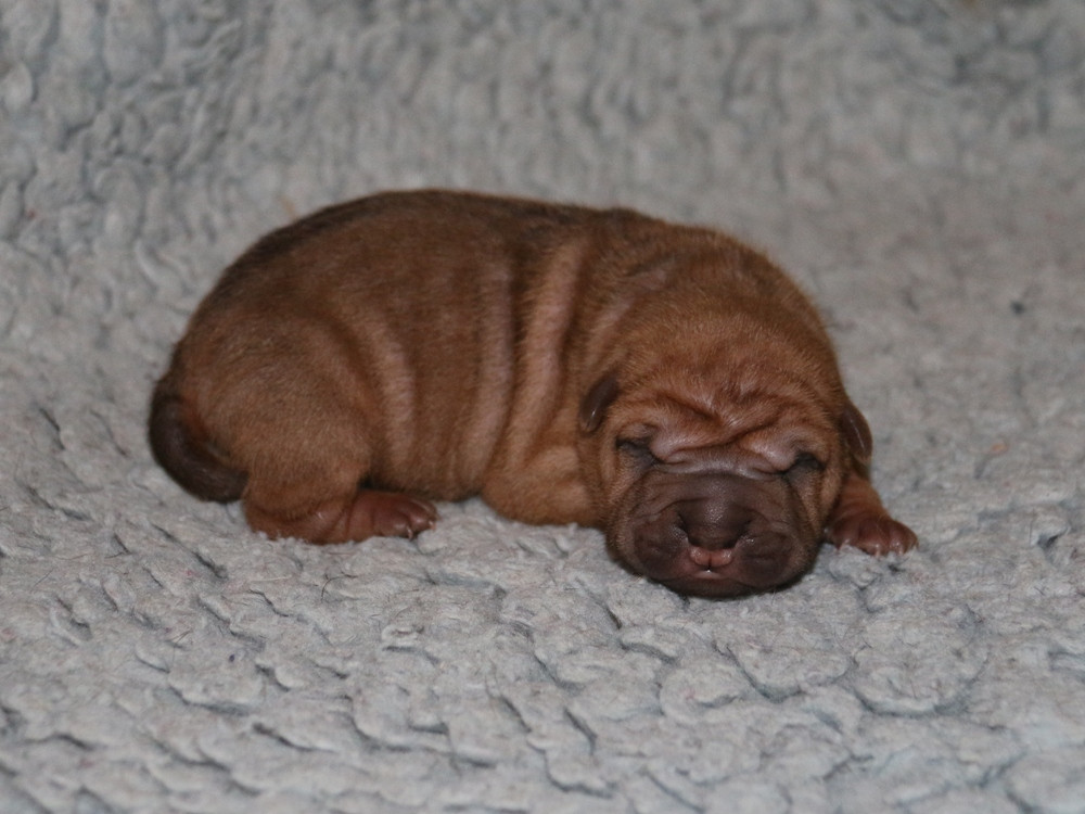 du Bouquet d'Epices - Chiots disponibles - Shar Pei