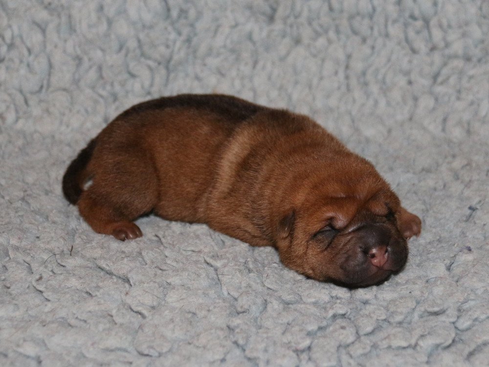 du Bouquet d'Epices - Chiots disponibles - Shar Pei