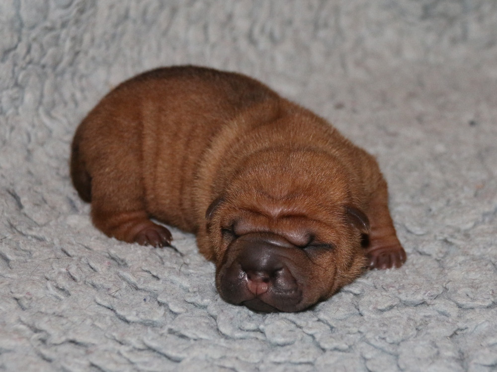 du Bouquet d'Epices - Chiots disponibles - Shar Pei