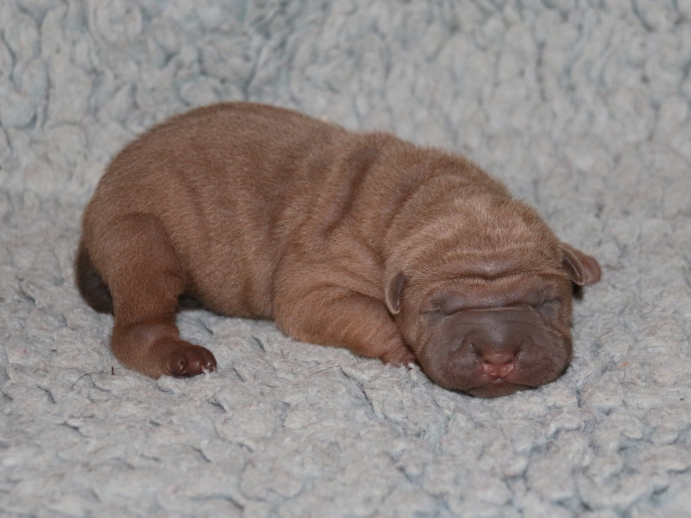 du Bouquet d'Epices - Chiots disponibles - Shar Pei