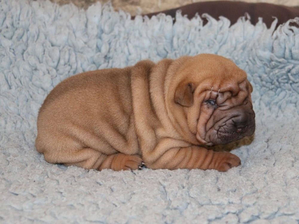 du Bouquet d'Epices - Chiots disponibles - Shar Pei