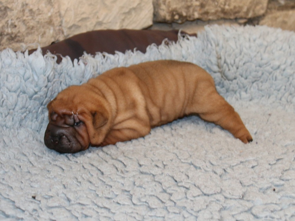 du Bouquet d'Epices - Chiots disponibles - Shar Pei