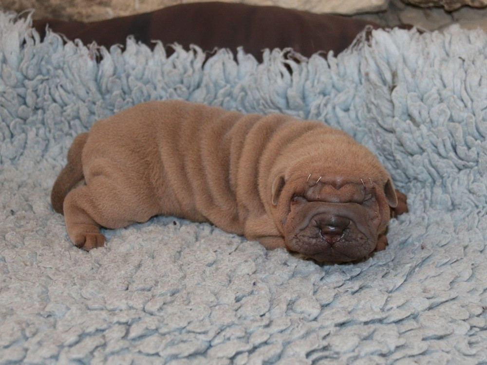 du Bouquet d'Epices - Chiots disponibles - Shar Pei