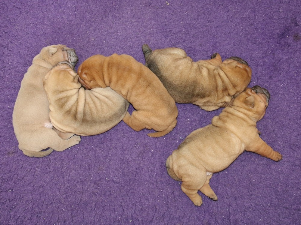 du Bouquet d'Epices - Shar Pei - Portée née le 03/06/2026