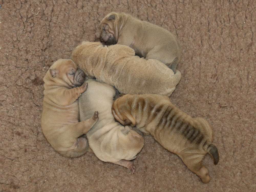 du Bouquet d'Epices - Shar Pei - Portée née le 13/06/2026
