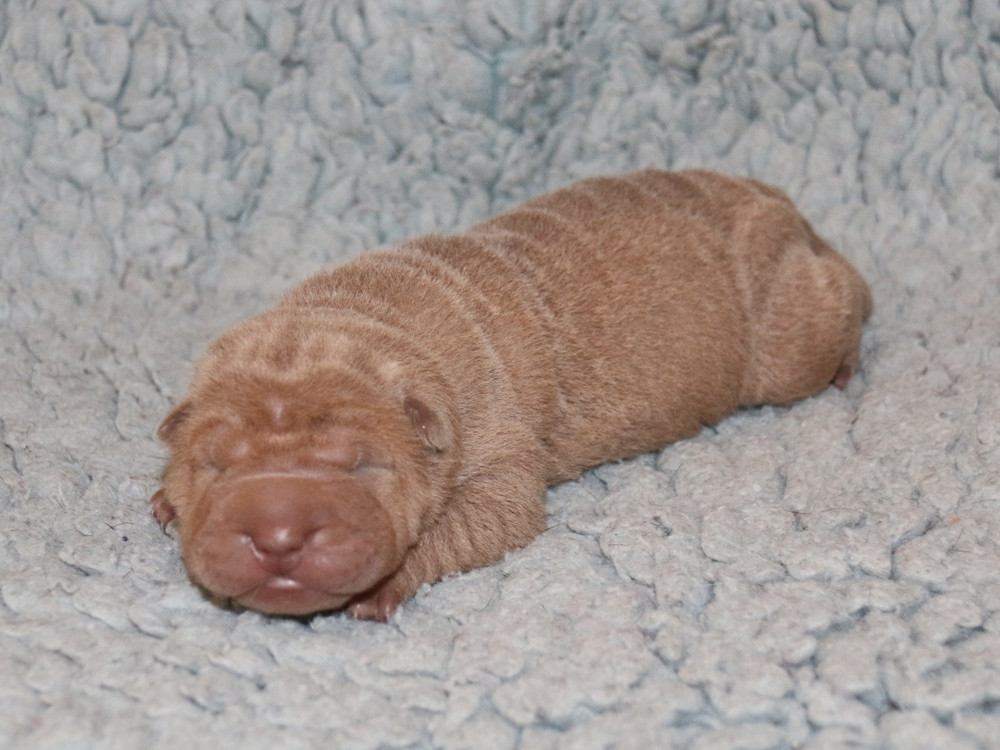 du Bouquet d'Epices - Chiots disponibles - Shar Pei