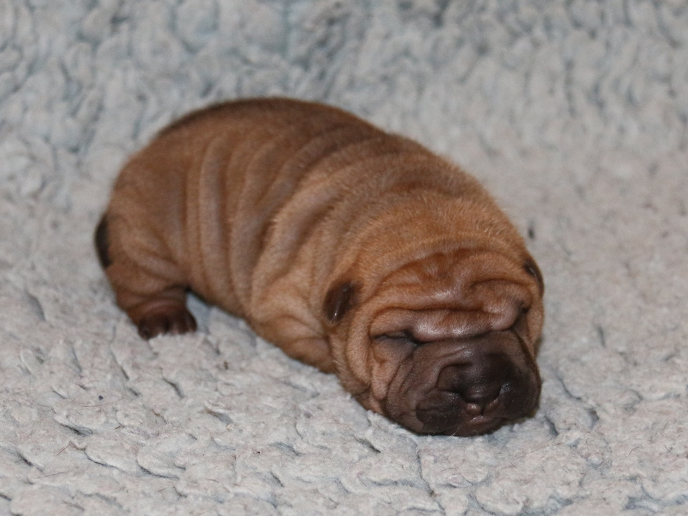 du Bouquet d'Epices - Chiots disponibles - Shar Pei