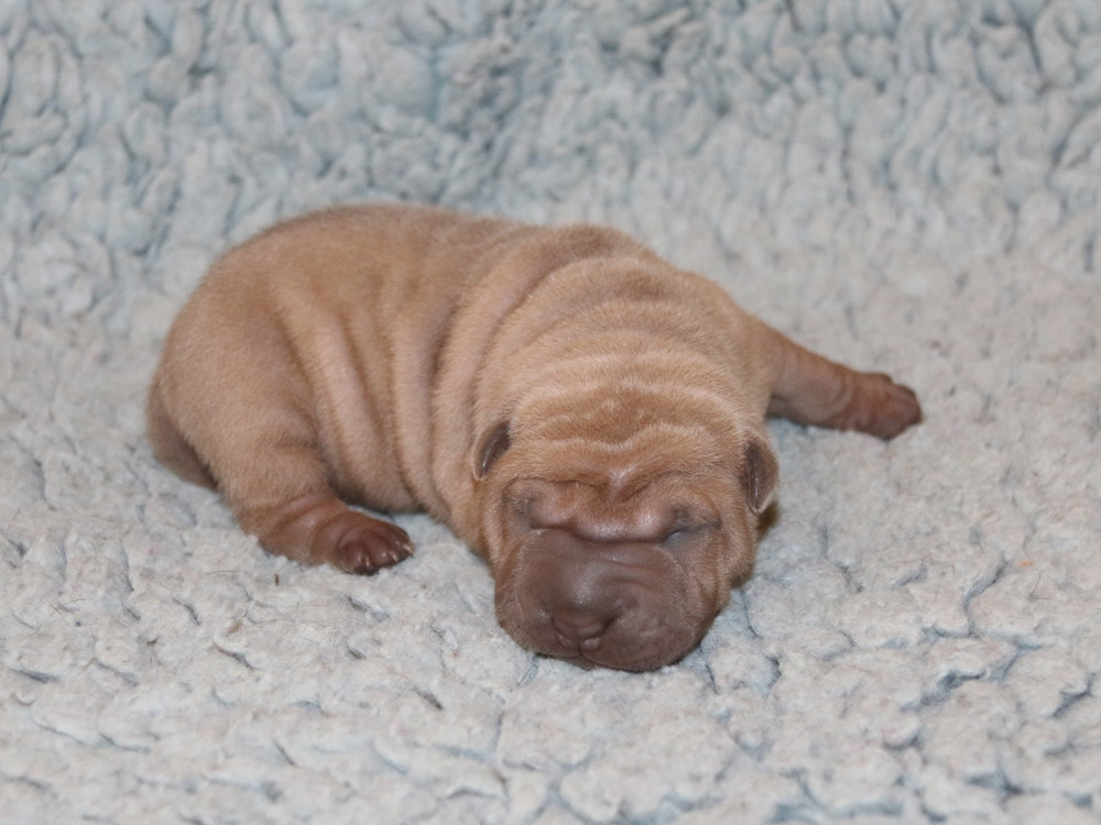 du Bouquet d'Epices - Chiots disponibles - Shar Pei
