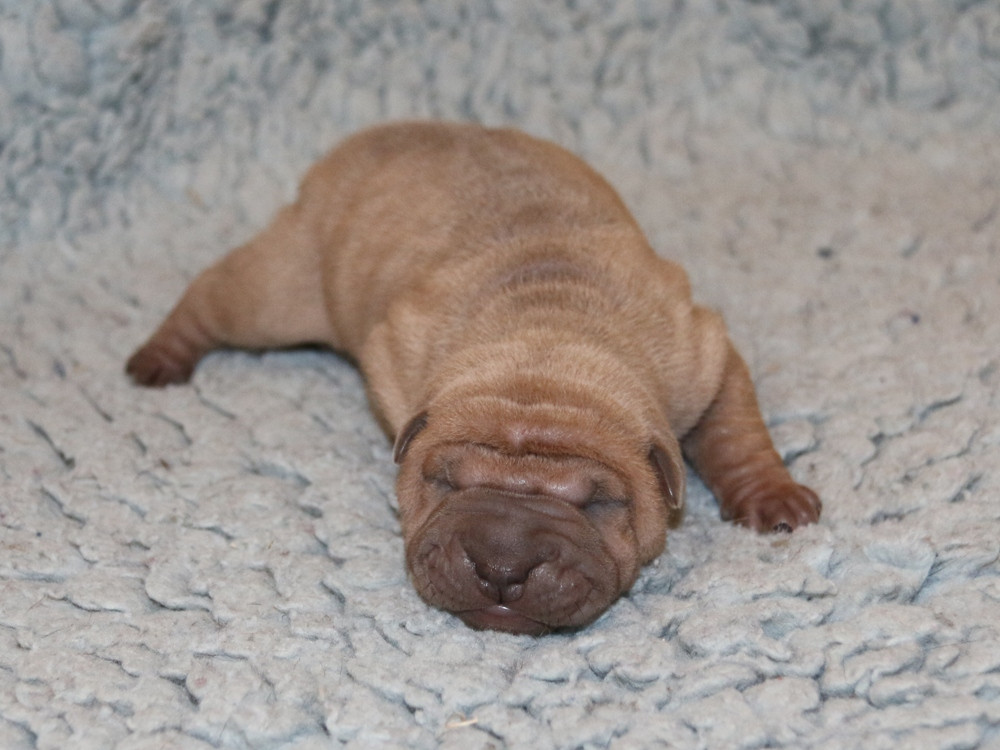 du Bouquet d'Epices - Chiots disponibles - Shar Pei