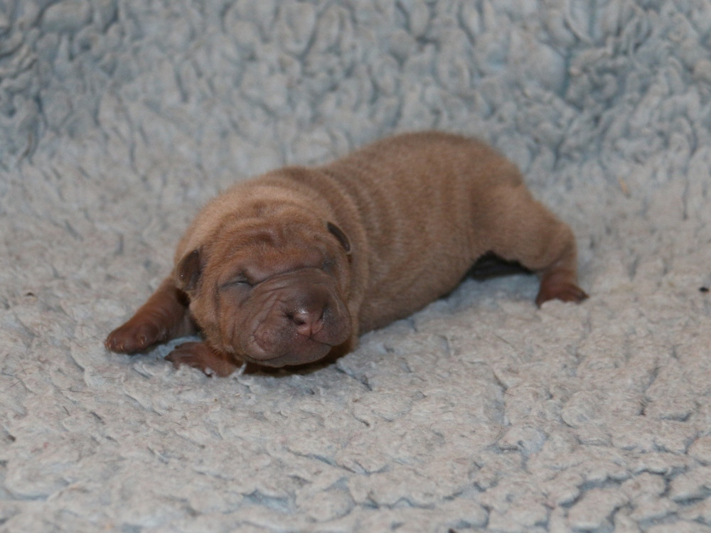 du Bouquet d'Epices - Chiots disponibles - Shar Pei
